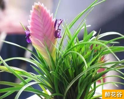 植物百科|铁兰的花语是什么?