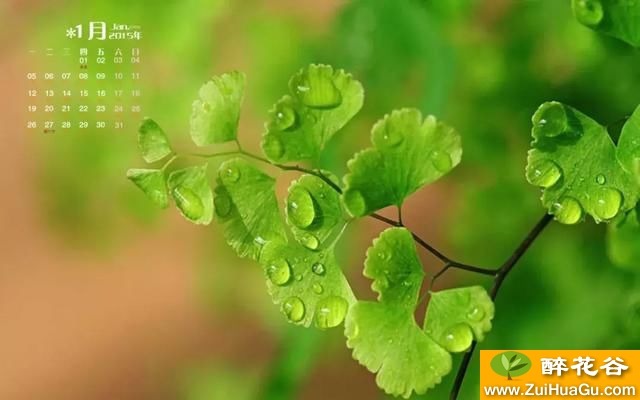 '少女发丝'铁线蕨的鉴赏与养护管理