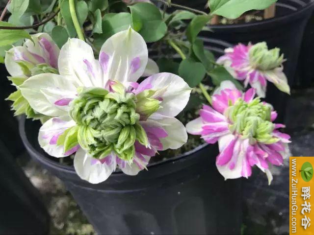 铁线莲品种之皇帝