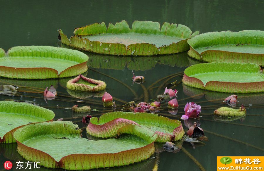 王莲首次大面积亮相杭州植物园 绿色大盘能承重20公斤