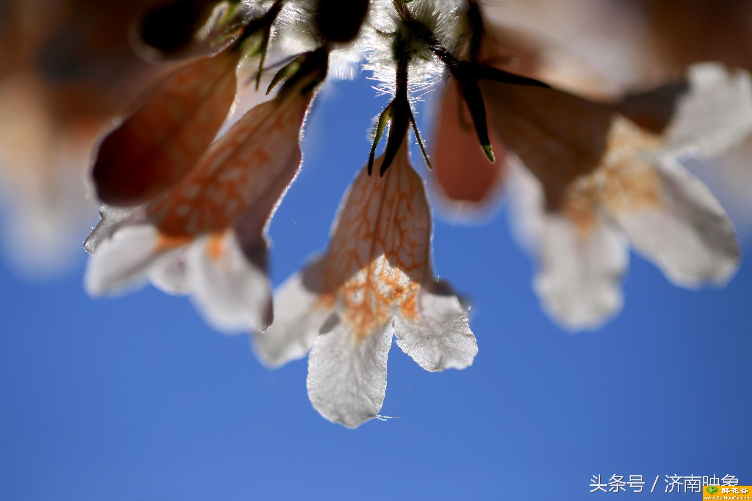 我名字很硬但是我很温柔,我就是漂亮的猬实花