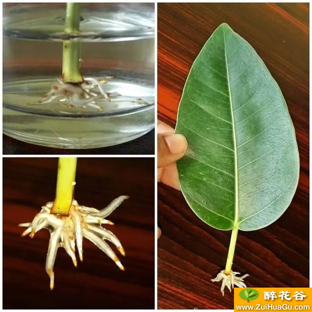 在路边摘一片橡皮树叶子,直接丢水里就生根了