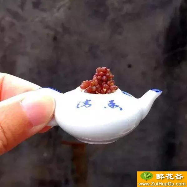 种肉怎么配花盆?美肉与美盆搭配的人生才完整!