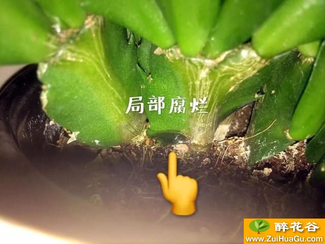 蟹爪兰烂了怎么处理?一把小刀一勺白粉搞定!