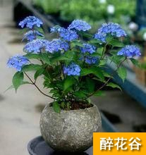 绣球花怎么养?绣球花的种植方法和养护管理