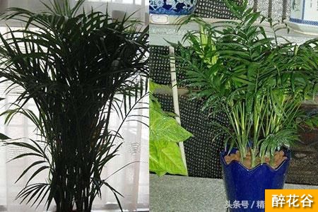 袖珍椰子怎么养 用疏松肥沃的土壤植株更健康