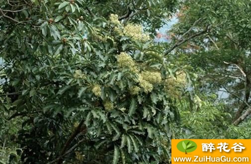 冬季蜜源植物八叶五加(鸭脚木蜜):陈锦林