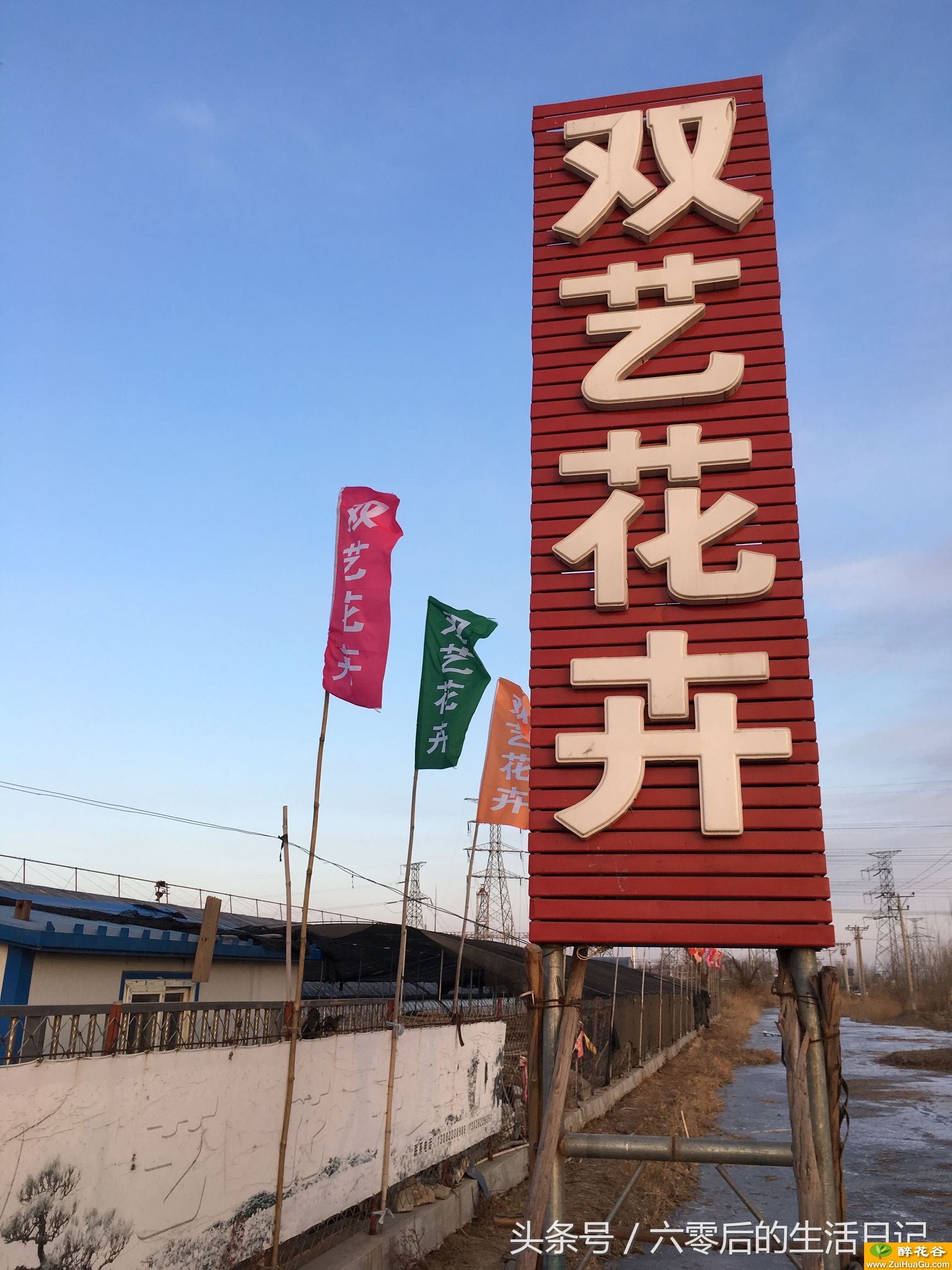 逛东北花卉基地,这里是冬天里的春天