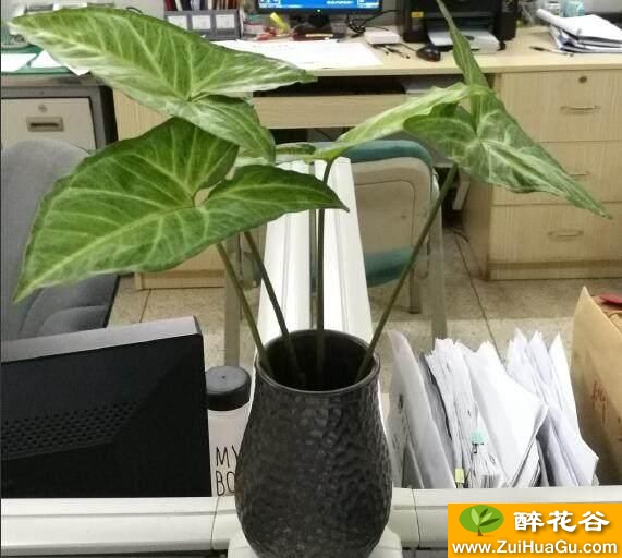 喜欢浇水？这几种花卉植物,怎么浇都浇不死