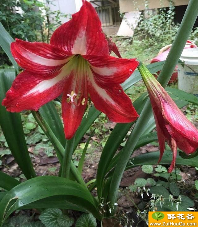 喜欢浇水？这几种花卉植物,怎么浇都浇不死