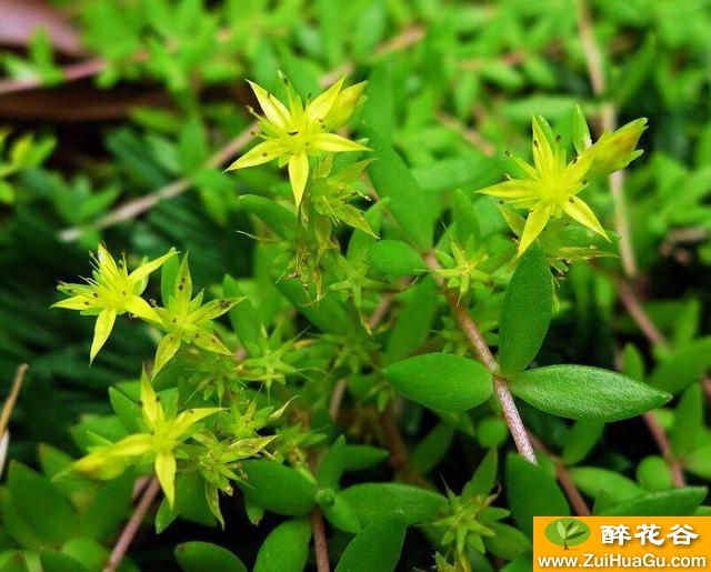 喜欢浇水？这几种花卉植物,怎么浇都浇不死