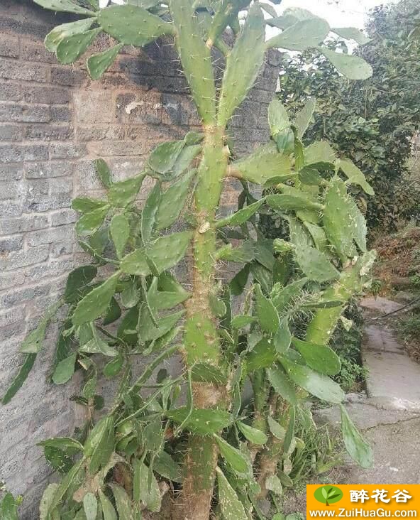 喜欢浇水？这几种花卉植物,怎么浇都浇不死