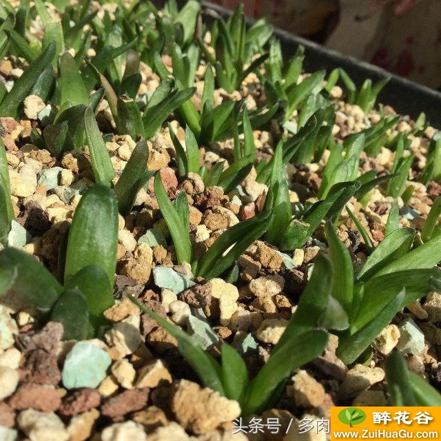 入坑十二卷一年,谈谈国内组培多肉植物的那些事