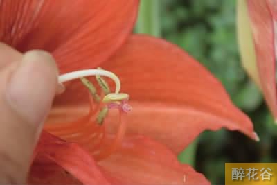 朱顶红的雄蕊与雌蕊