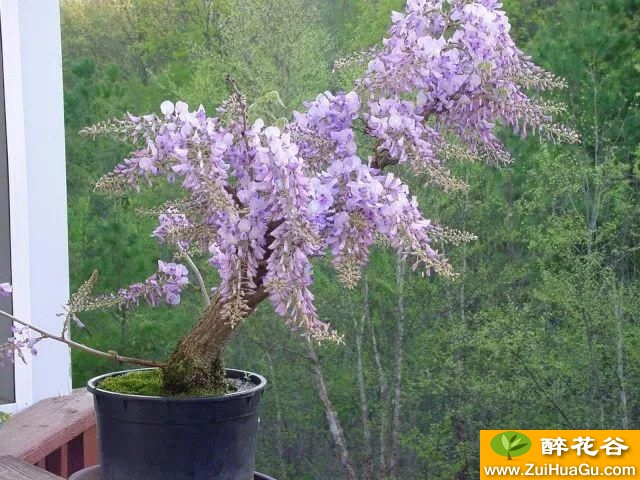 在花盆里栽种的紫藤花,养几年也能爬满整面墙