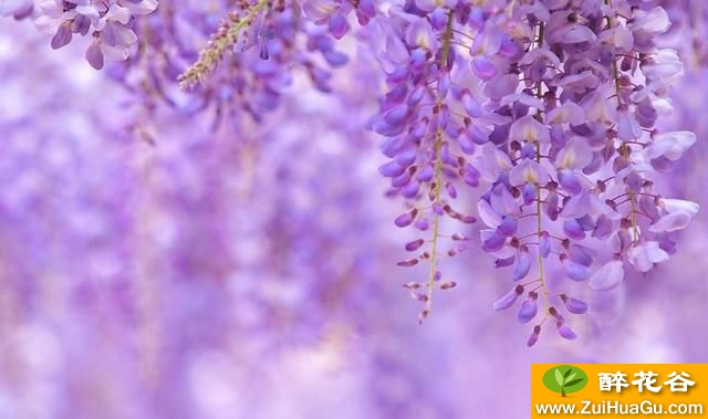 紫藤只长叶不开花的原因有哪些?