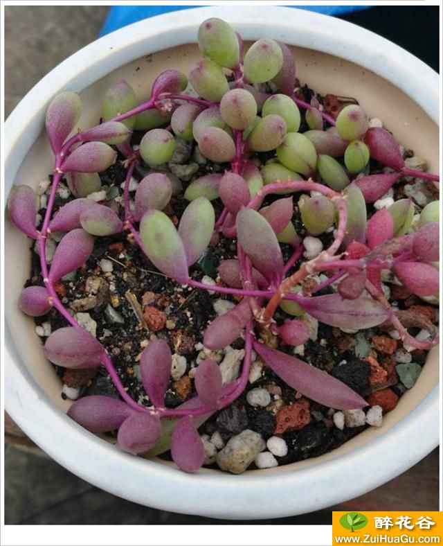 吊兰类多肉植物紫弦月 原来还有这样美的紫衣仙子