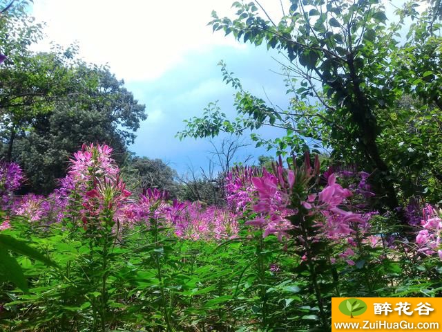 醉蝶花,花美蝶舞蜂痴