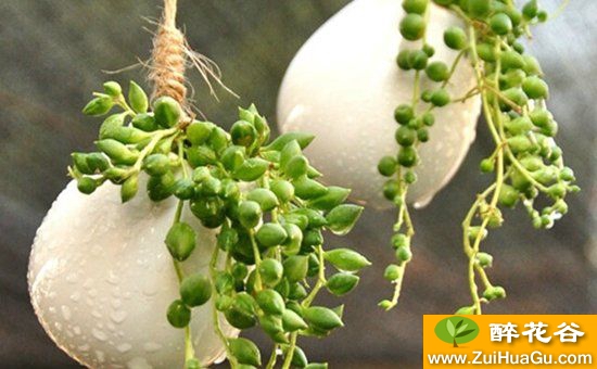 珍珠吊兰栽培繁殖技术